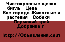 Чистокровные щенки бигль › Цена ­ 15 000 - Все города Животные и растения » Собаки   . Пермский край,Добрянка г.